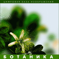 Ботаника. (Цифровая база изображений) - «globural.ru» - Серов