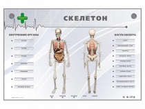 Электрифицированный стенд-тренажер "Скелетон" - «globural.ru» - Серов