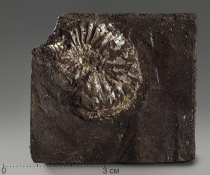 Аммонит (отпечаток) - «globural.ru» - Серов