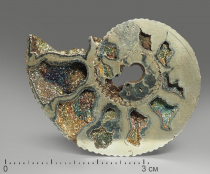 Аммонит пиритизированный, полированный срез 4-4,5 см - «globural.ru» - Серов