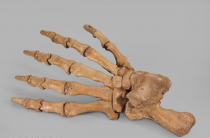 Лапа пещерного медведя Ursus spelaeus задняя - «globural.ru» - Серов