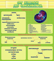 Стенд "От клетки до организма" - «globural.ru» - Серов