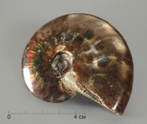 Аммонит с аммолитом, полированный - «globural.ru» - Серов