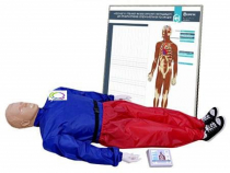 Тренажер-манекен взрослого пострадавшего "Александр-01" для отработки приемов сердечно-легочной реанимации (голова, туловище, конечности) с контроллером и настенным табло - «globural.ru» - Серов