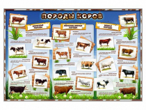 Стенд "Породы коров" - «globural.ru» - Серов