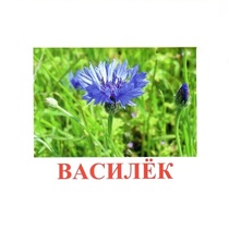 Карточки Домана "Полевые цветы-Травы" - «globural.ru» - Серов