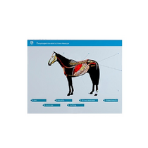 Стенд-планшет светодинамический "Изучение пищеварительной системы сельскохозяйственных животных" со сменными панелями - «globural.ru» - Серов