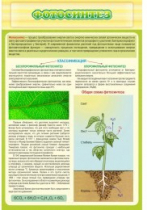 Стенд "Фотосинтез" - «globural.ru» - Серов