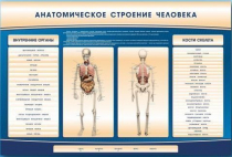 Электрифицированный стенд-тренажер c макетом скелета "Анатомическое строение человека" - «globural.ru» - Серов