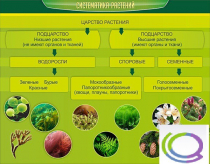 Стенд "Систематика растений" - «globural.ru» - Серов