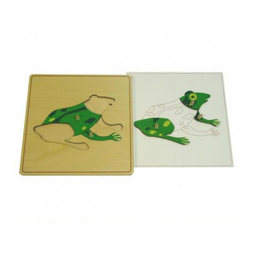 Строение лягушки с контуром - «globural.ru» - Серов