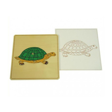 Строение черепахи с контуром - «globural.ru» - Серов