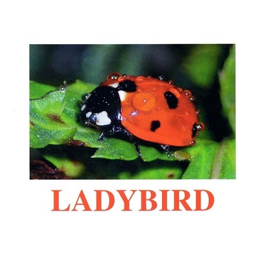 "Insects" ("Насекомые") английские карточки Домана - «globural.ru» - Серов