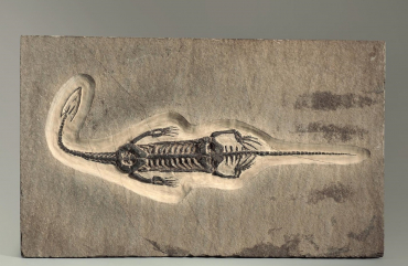 Брахиопода Cyrtospirifer rudkinensis на породе - «globural.ru» - Серов