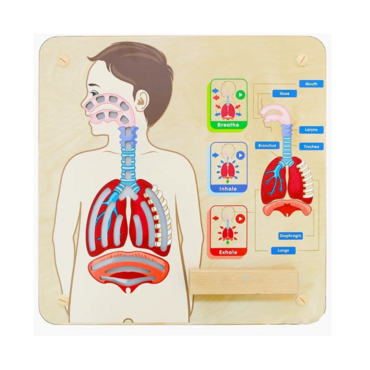 Панель "Дыхательная система" - «globural.ru» - Серов