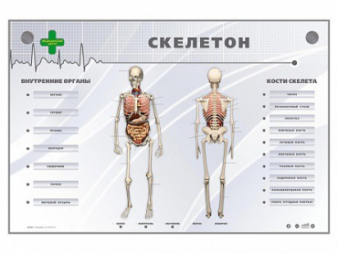 Электрифицированный стенд-тренажер "Скелетон" - «globural.ru» - Серов