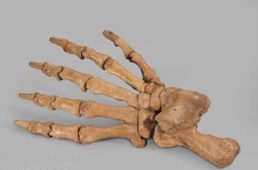 Лапа пещерного медведя Ursus spelaeus задняя - «globural.ru» - Серов