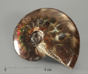 Аммонит с аммолитом, полированный - «globural.ru» - Серов