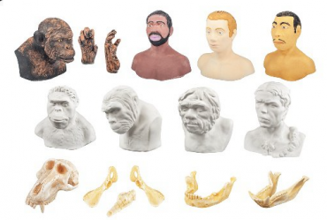 Набор моделей палеонтологических находок "Происхождение человека" - «globural.ru» - Серов