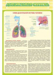 Стенд "Дыхательная система" - «globural.ru» - Серов