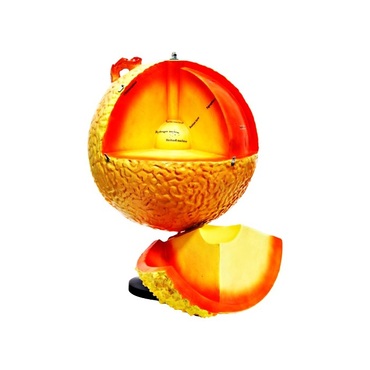 Модель "Строение Солнца" (разборная) - «globural.ru» - Серов